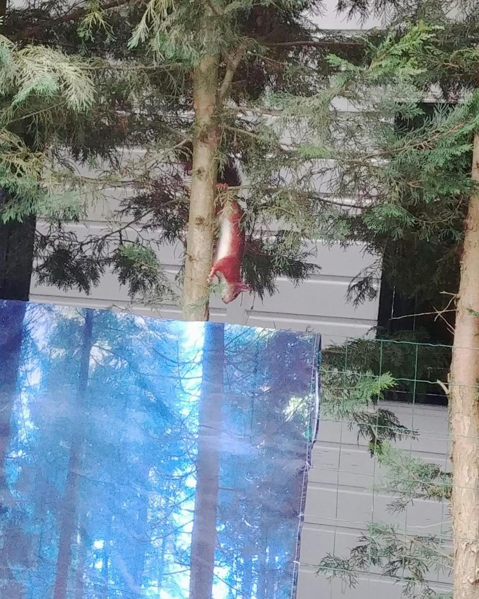 Chalet Op Een Rustig Park In De Natuur プッテン エクステリア 写真